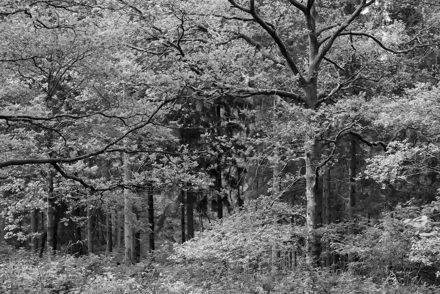 Lineover Wood | Gloucestershire