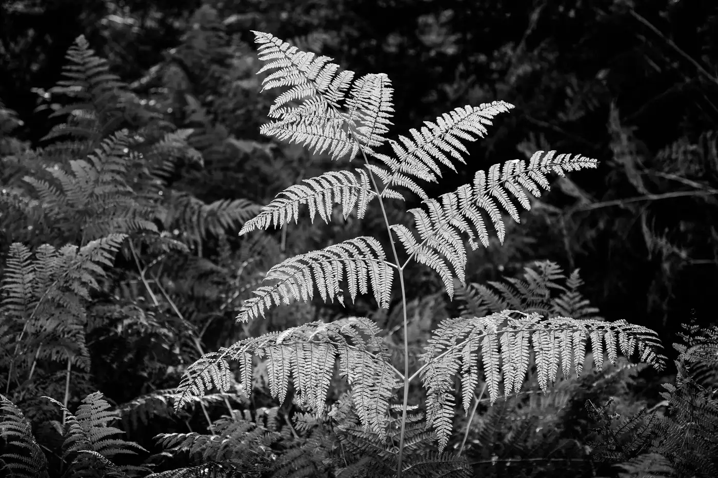 Ferns | Savernake Forest | Wiltshire
