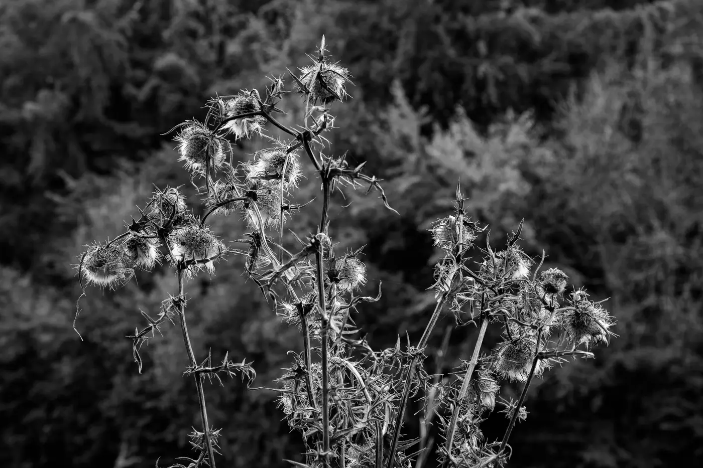 Thistles