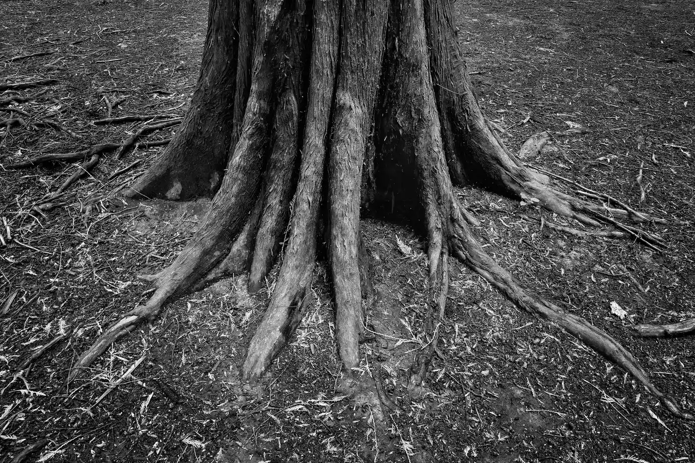 Lineover Wood | Gloucestershire