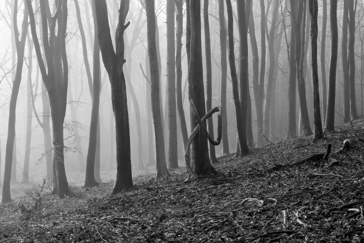 Dowdeswell Wood | Gloucestershire