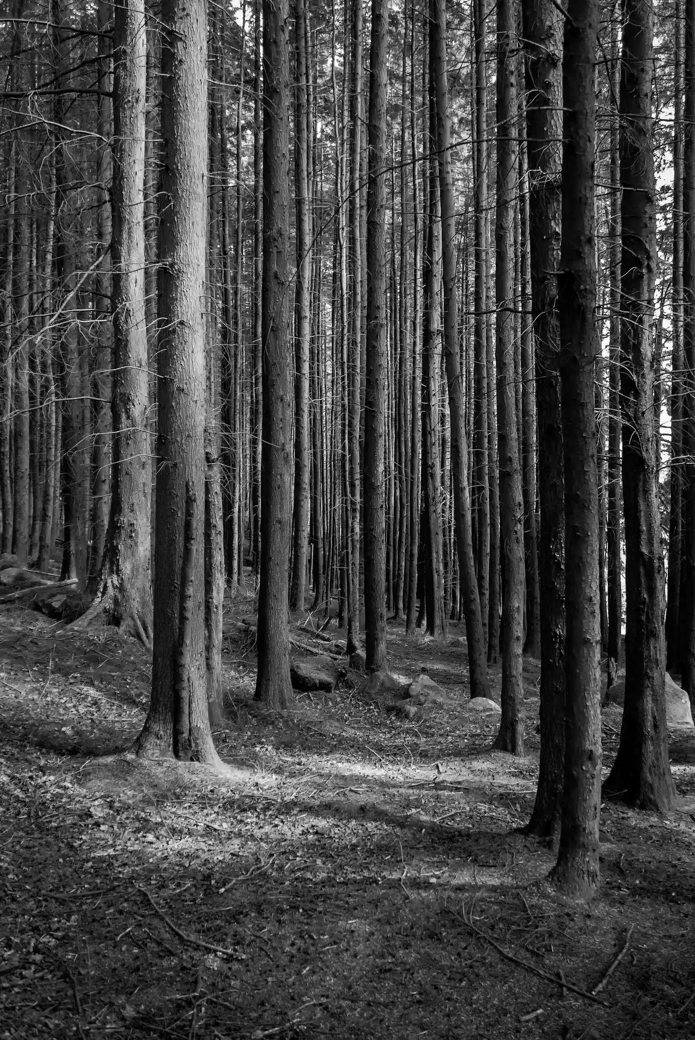 Cnocan Wood | Isle of Arran