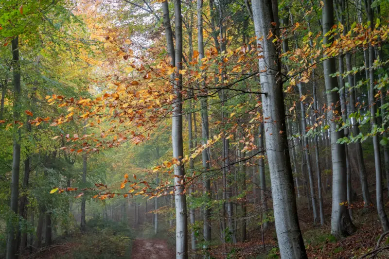 Witcombe Wood | Birdlip | Gloucestershire