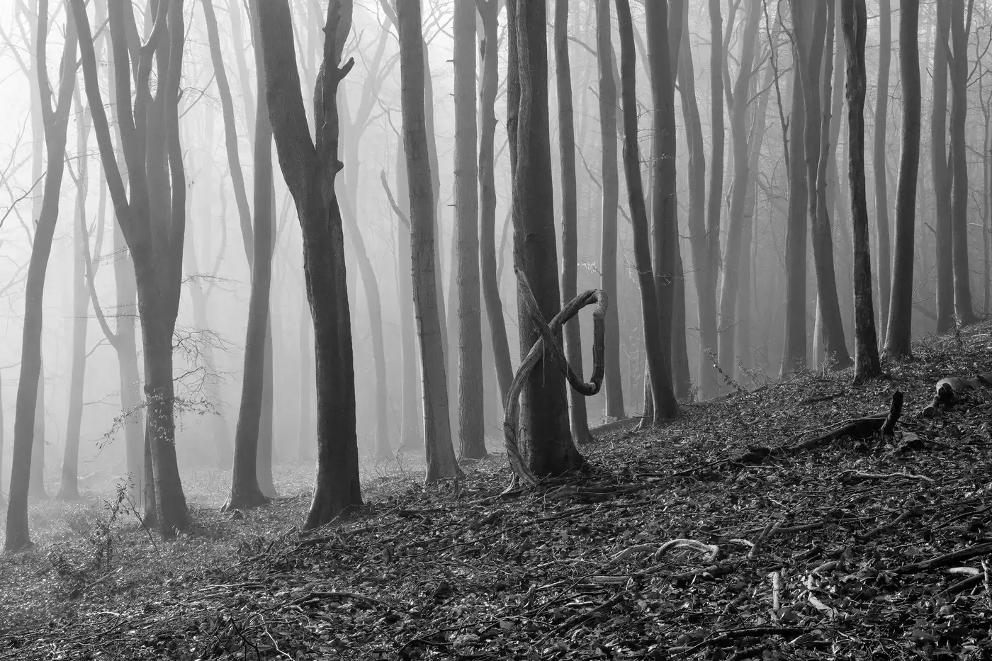 Dowdeswell Wood | Gloucestershire