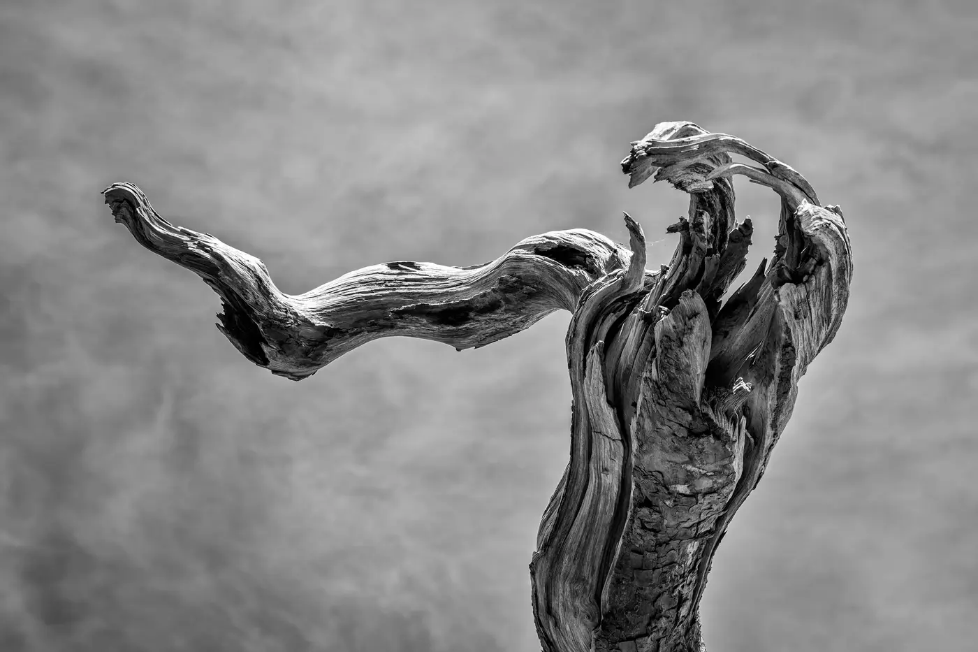 Tree Sculpture