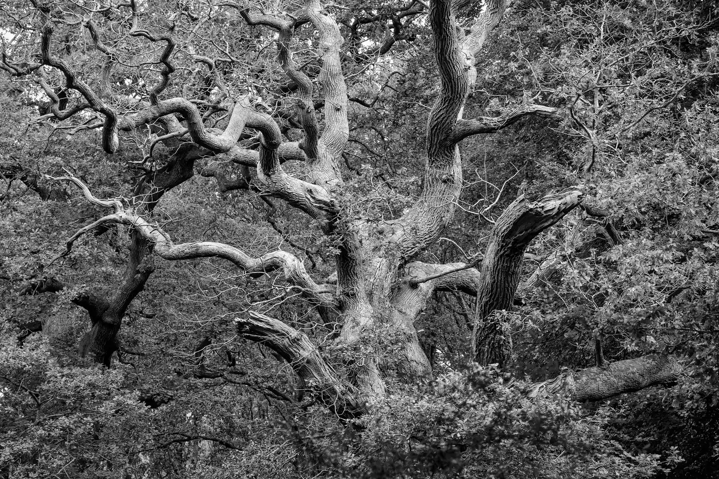 Savernake Forest | Wiltshire