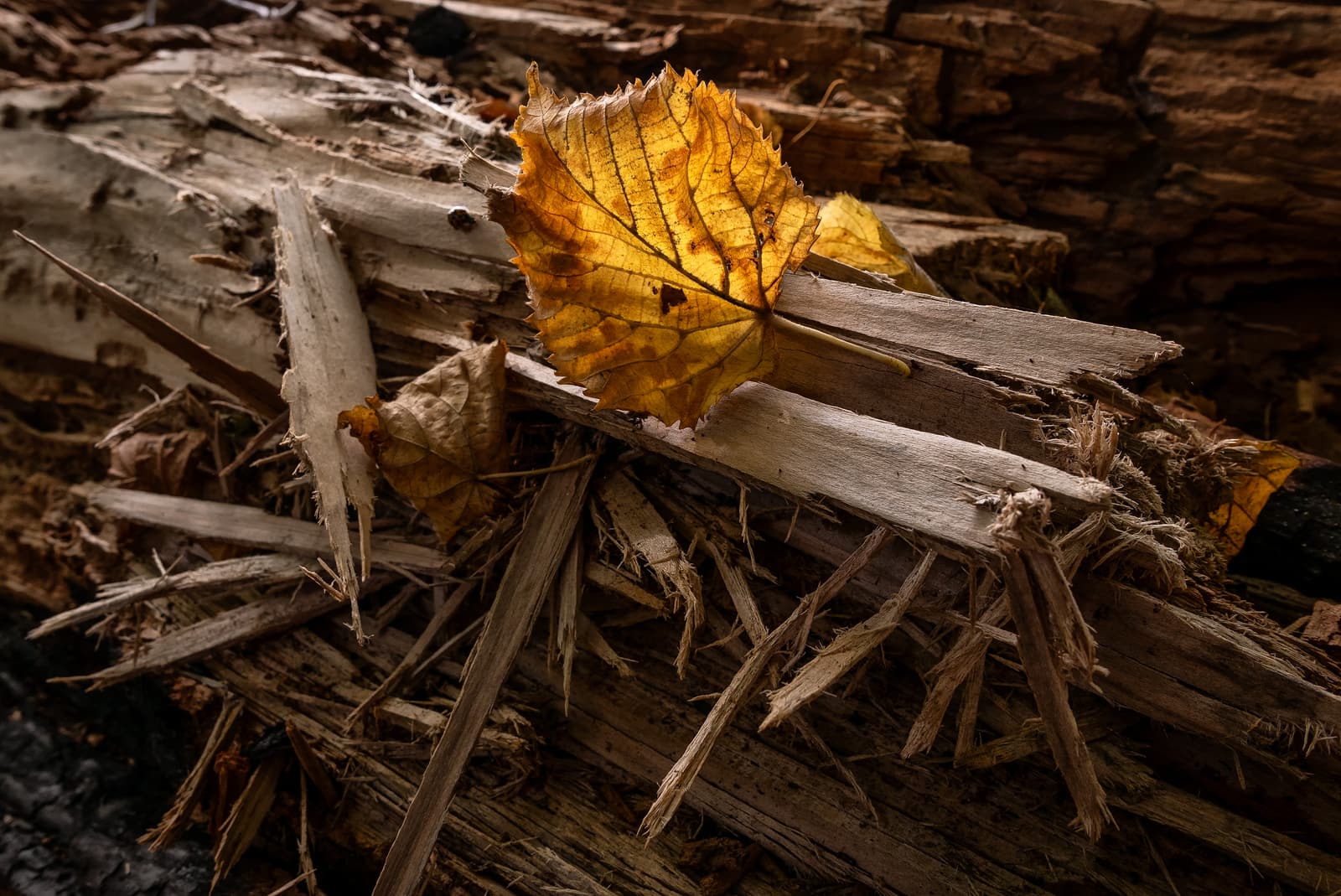 Golden Light | Leaf & Splintered Wood