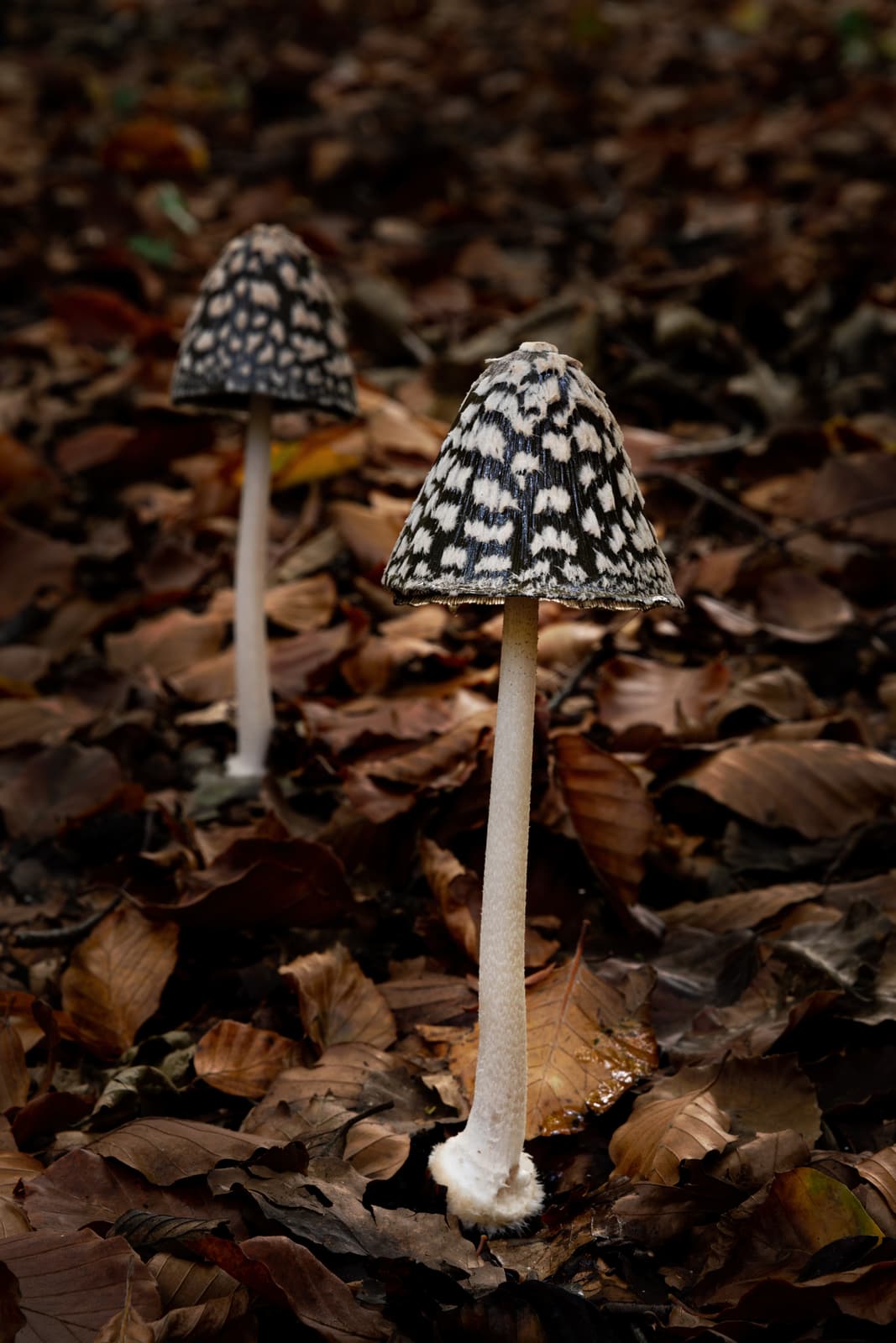 Magpie Inkcap - Coprinopsis picacea | Buckholt Wood