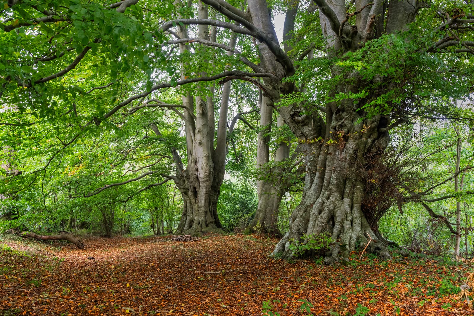 Heritage Beech | Lineover Wood | Gloucestershire