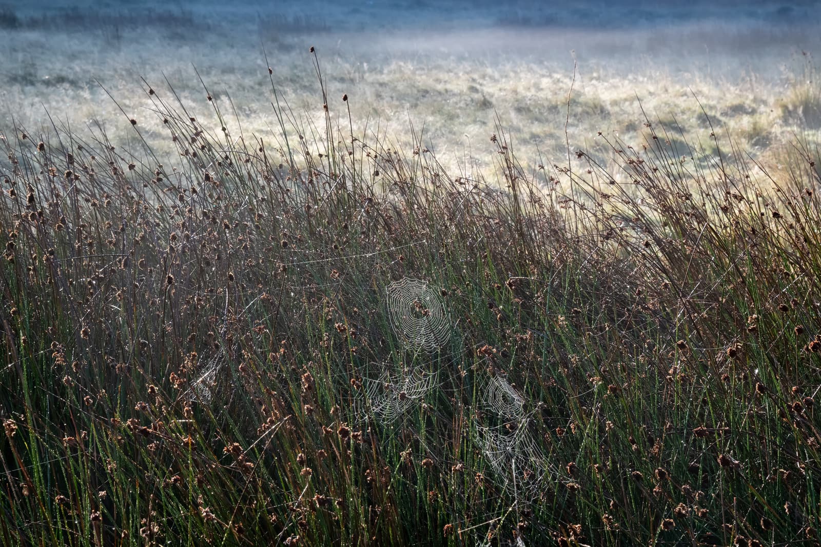 Morning Light | Eryri National Park (Snowdonia)