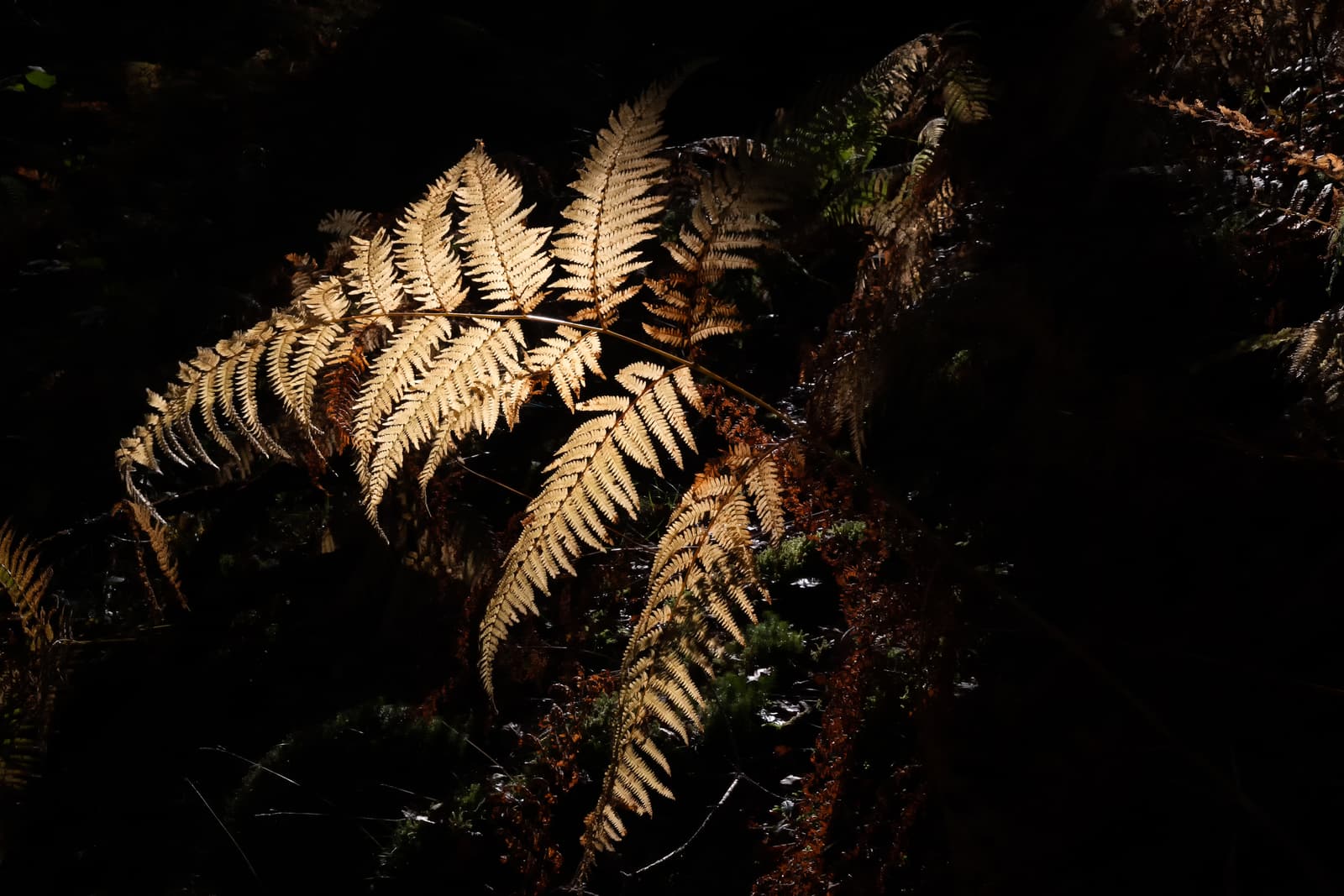Woodland Fern