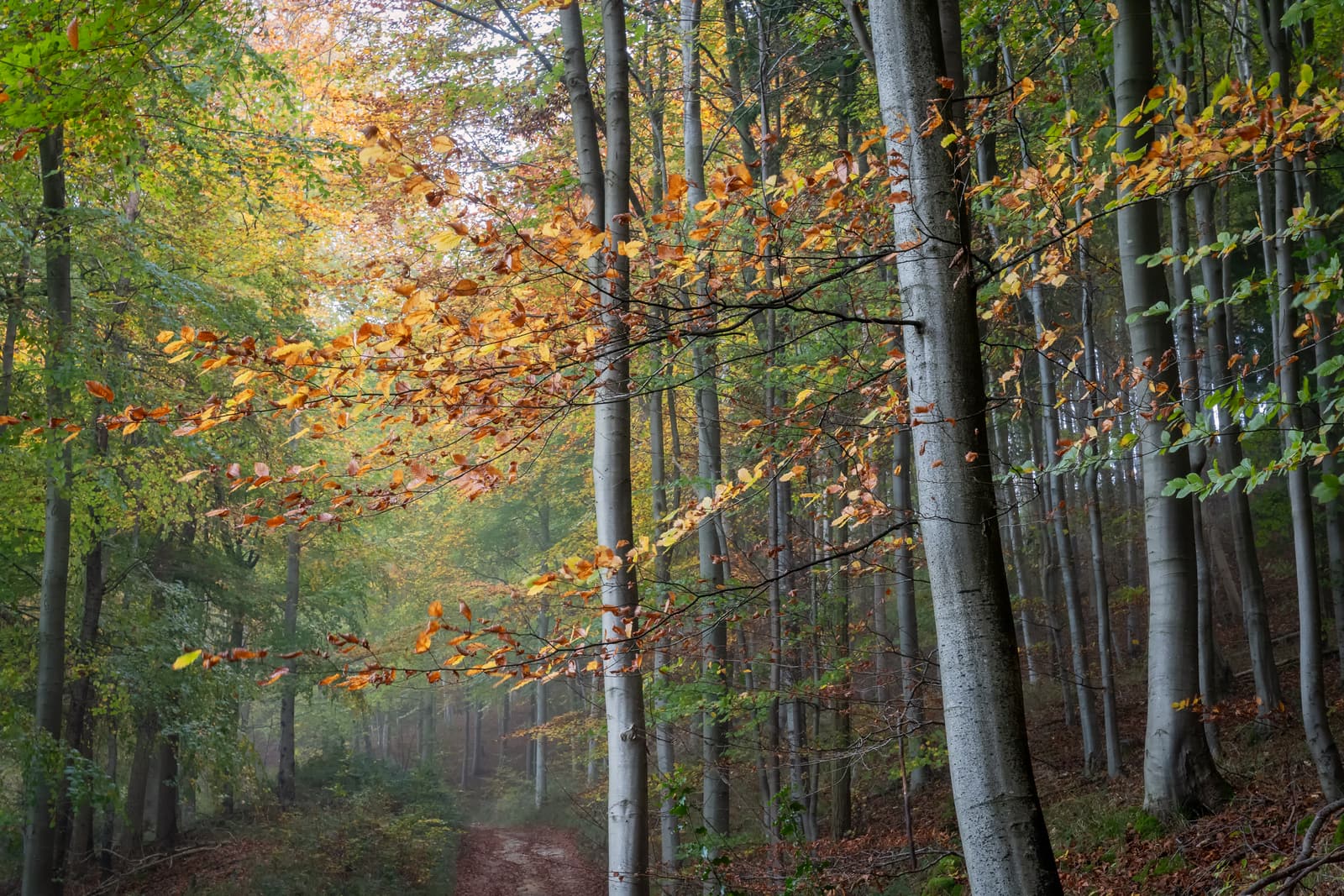 Witcombe Wood | Birdlip | Gloucestershire
