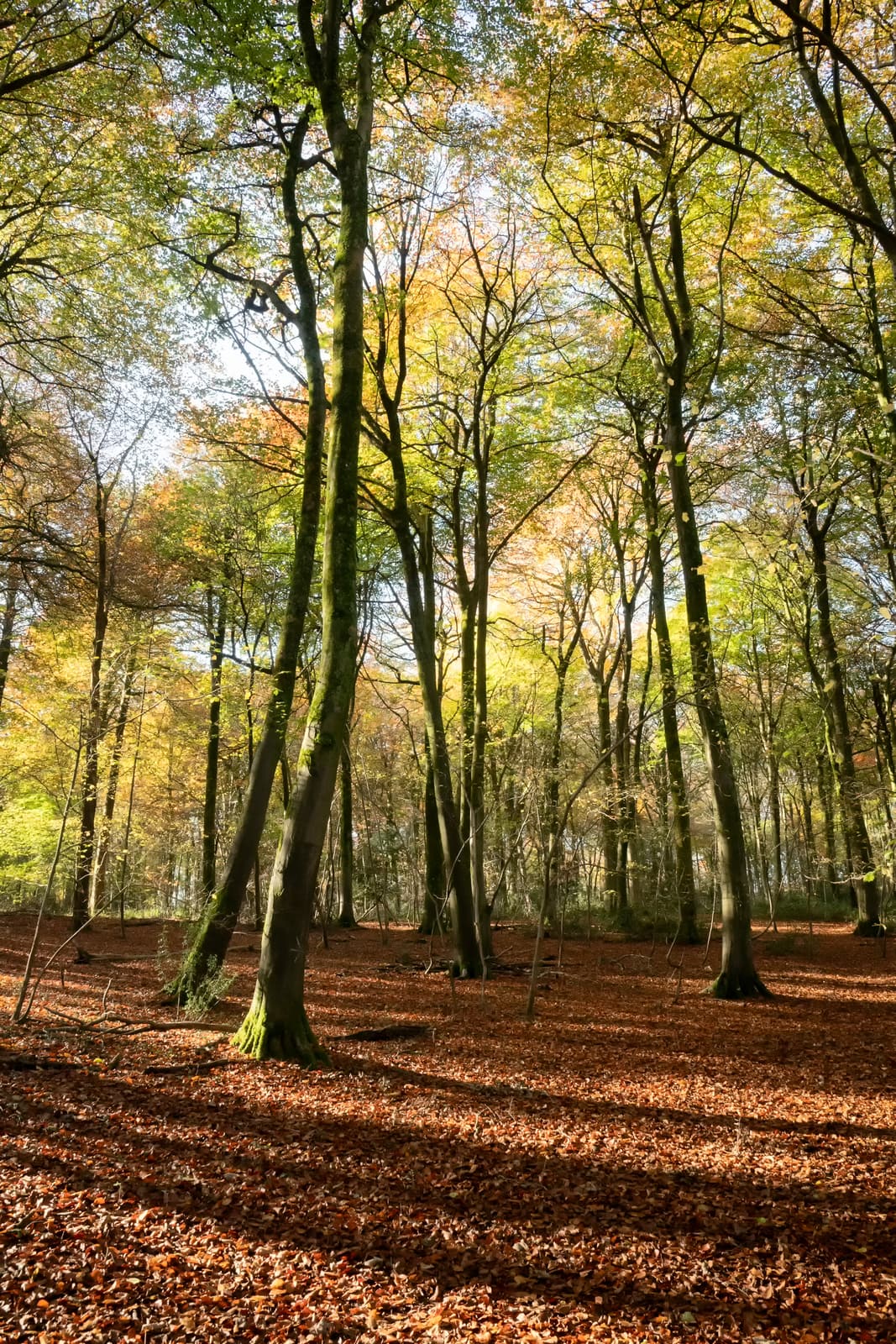 Witcombe Wood | Birdlip | Gloucestershire