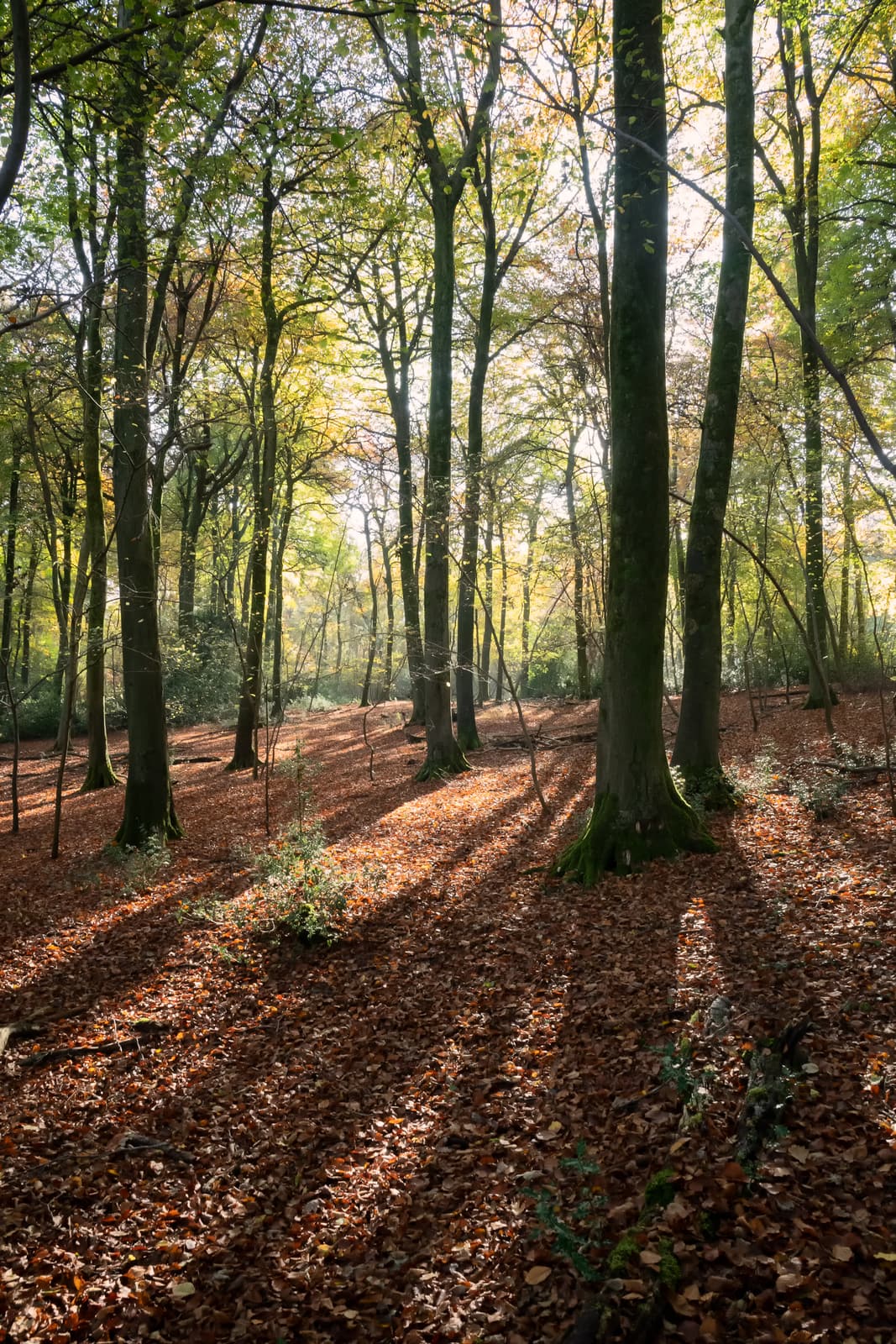 Witcombe Wood | Birdlip | Gloucestershire