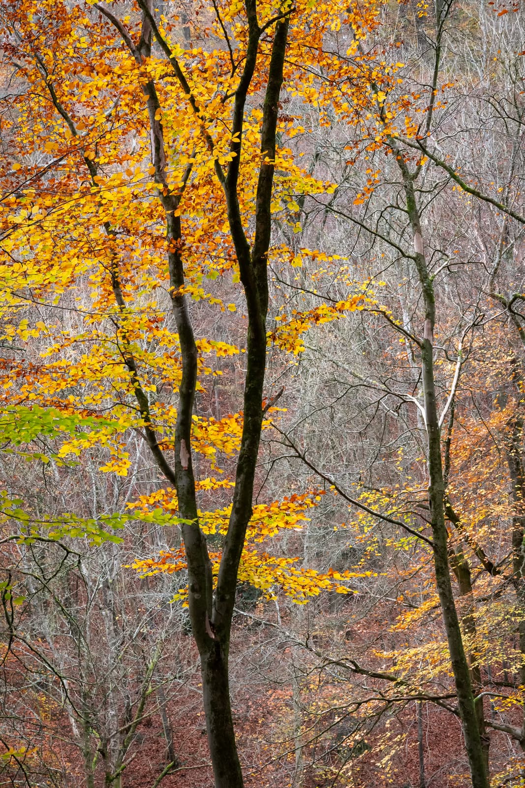 Workman's Wood | Sheepscombe | Gloucestershire