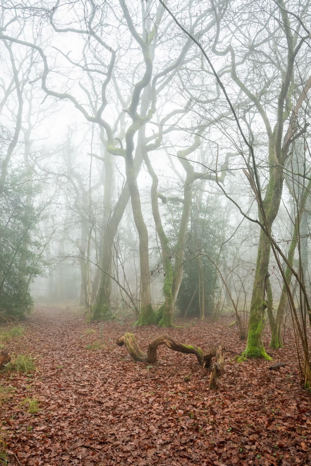 Misty Morning | Arle Grove | Gloucestershire