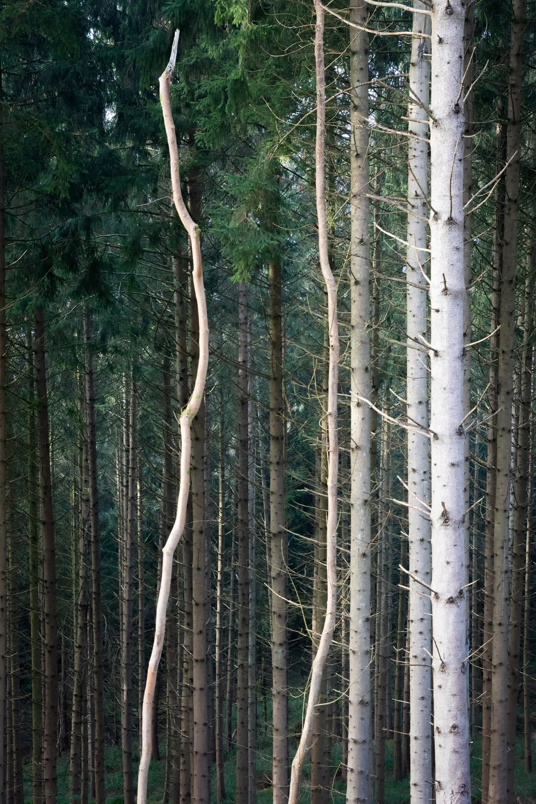 Dowdeswell Wood | Gloucestershire