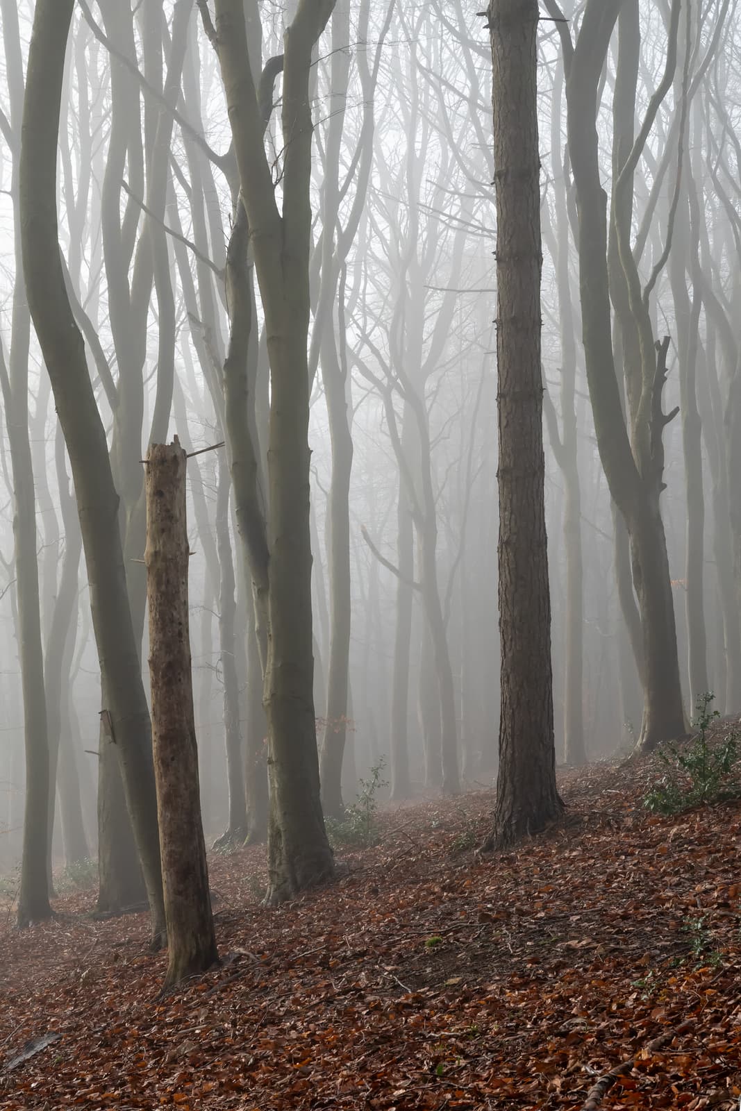 Dowdeswell Wood | Gloucestershire