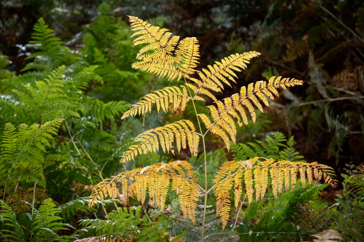 Ferns | Savernake Forest