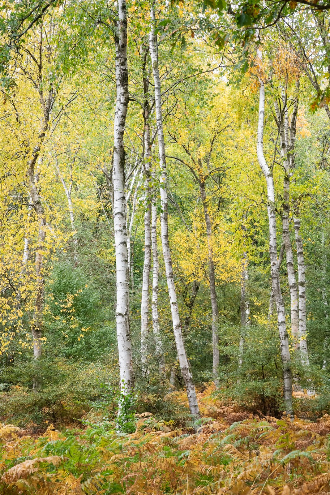 Savernake Forest | Wiltshire