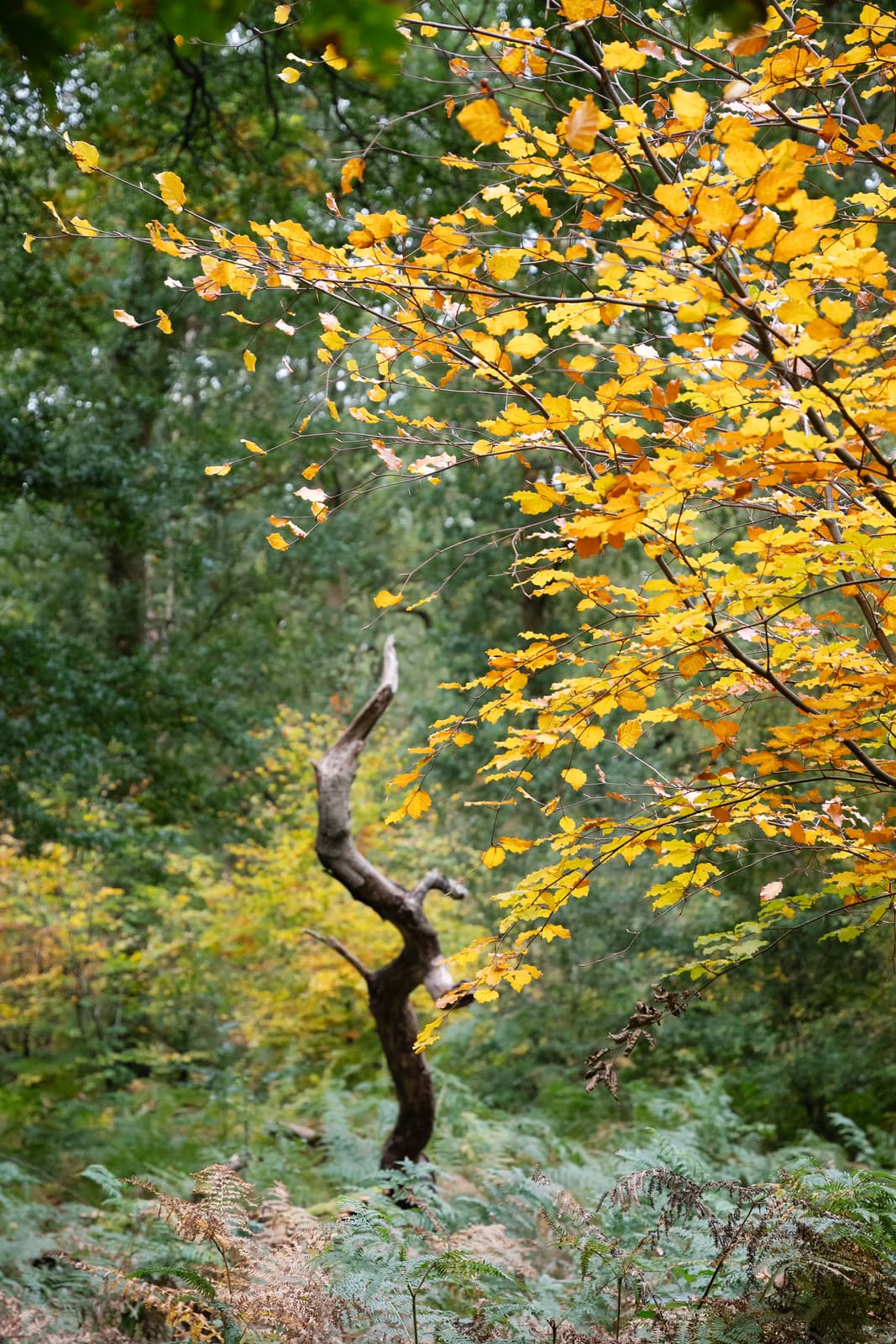 Savernake Forest | Wiltshire