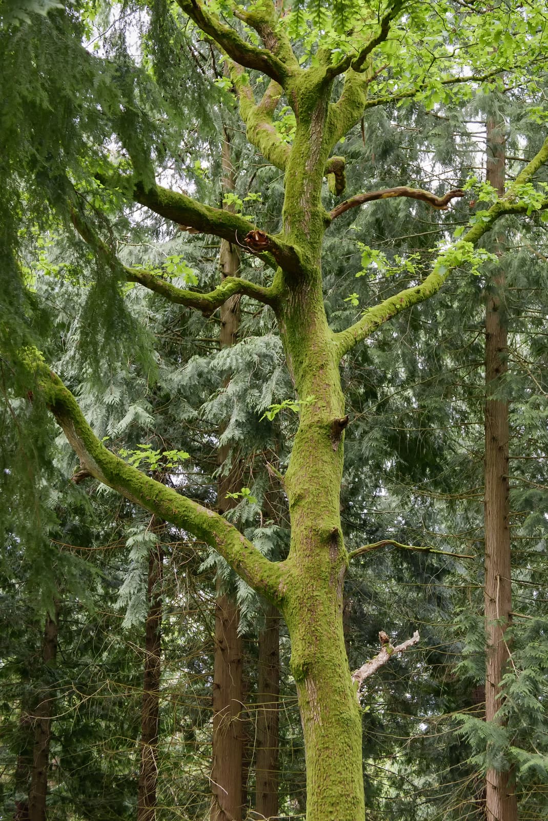 Lineover Wood | Gloucestershire Lineover Wood | Gloucestershire