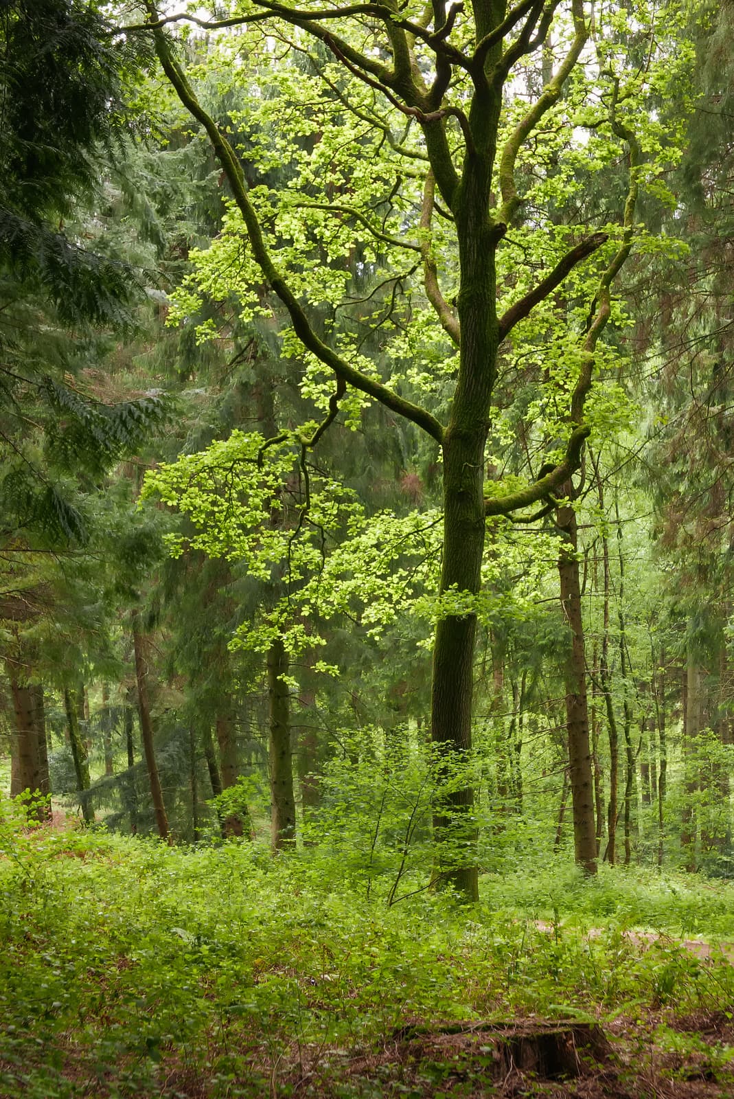 Lineover Wood | Gloucestershire