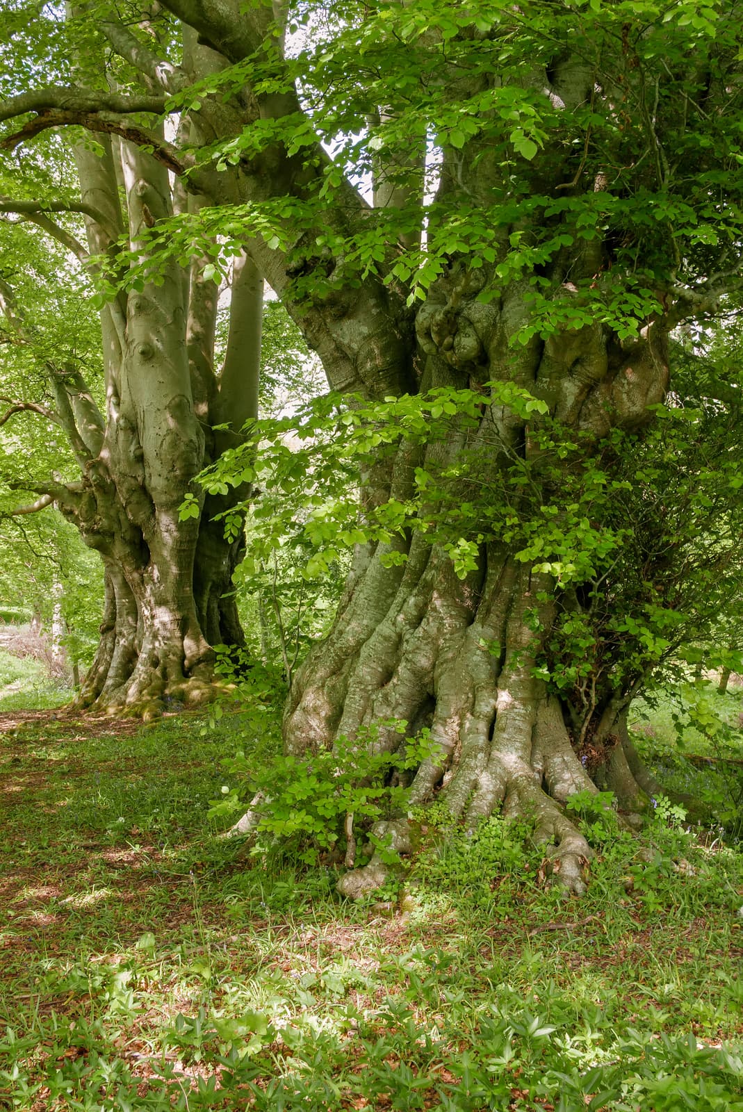 Heritage Beech | Lineover Wood | Gloucestershire